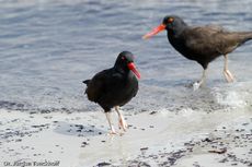 Schwarzer Austernfischer (6 von 14).jpg